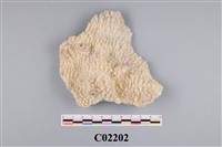 藏品(珊瑚化石)的圖片